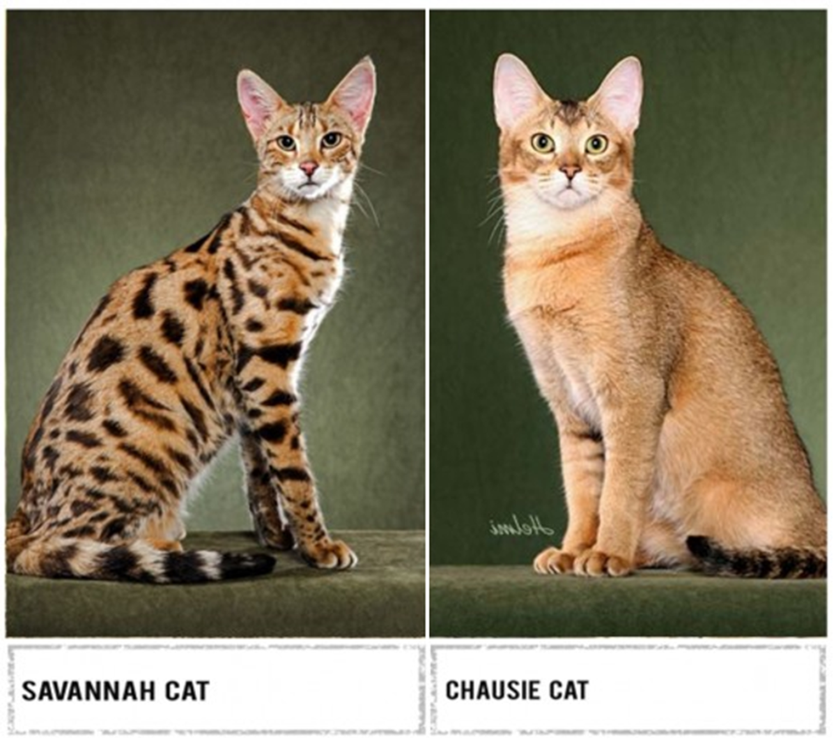  Are Savannah Cats House Pets Bildidee 