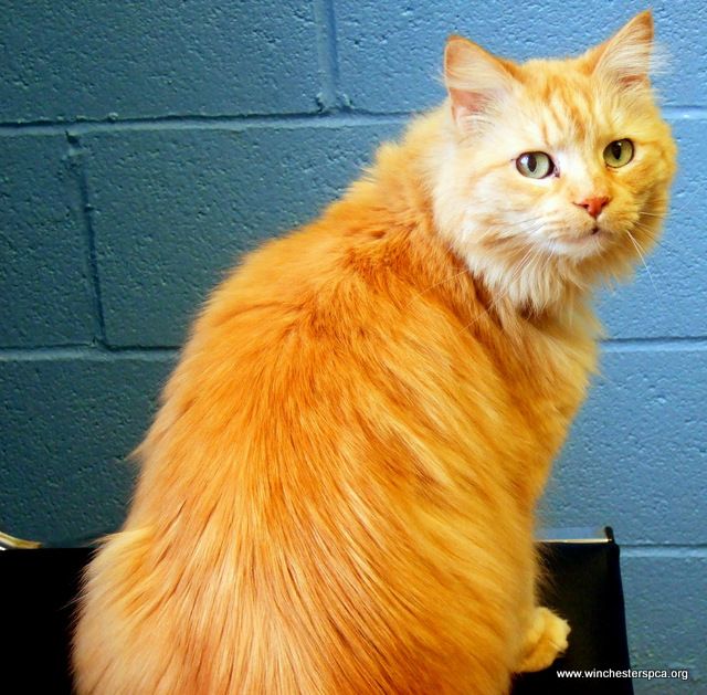  Types Of Long Haired Orange Cats at Luca Schonell blog Bildidee 