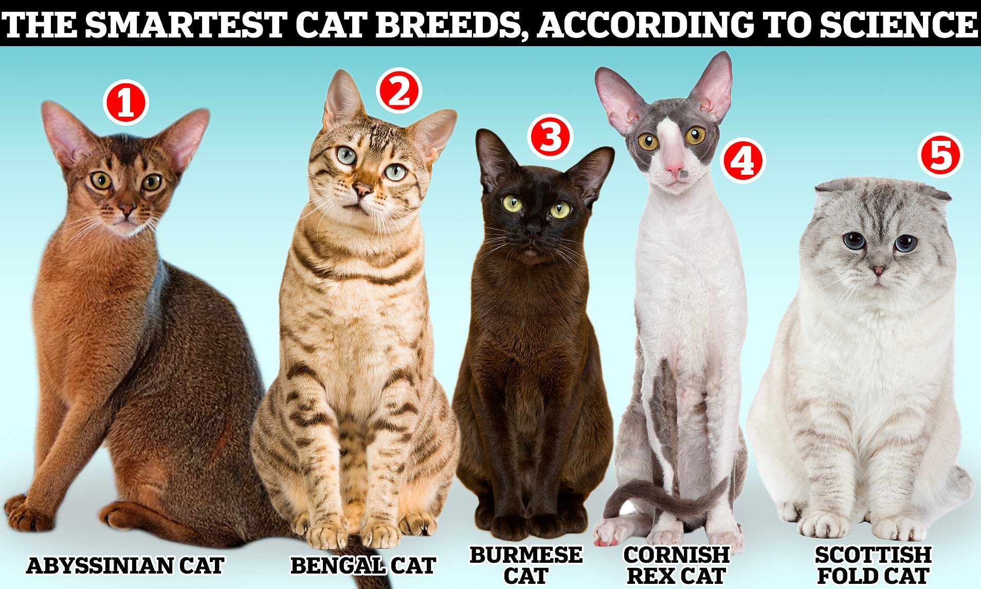  Foto zu List Of All Cat Breeds 
