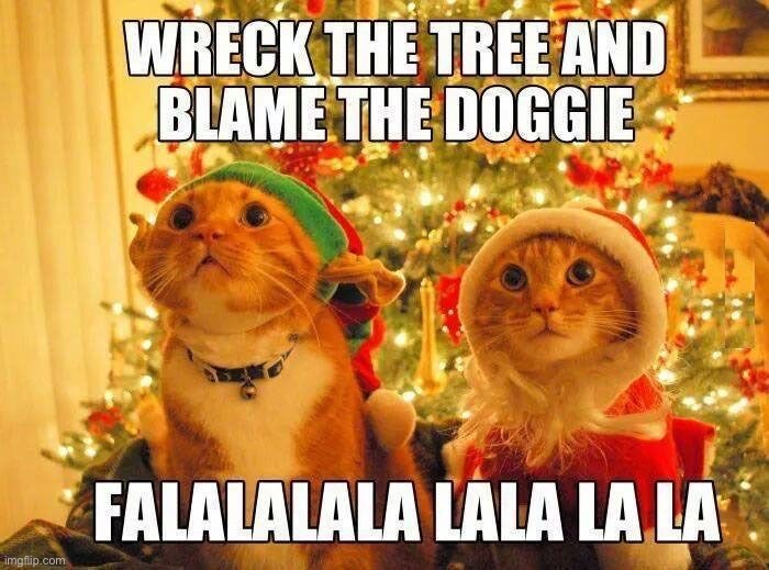  Image tagged in memes,funny,cats - Imgflip Illustration 