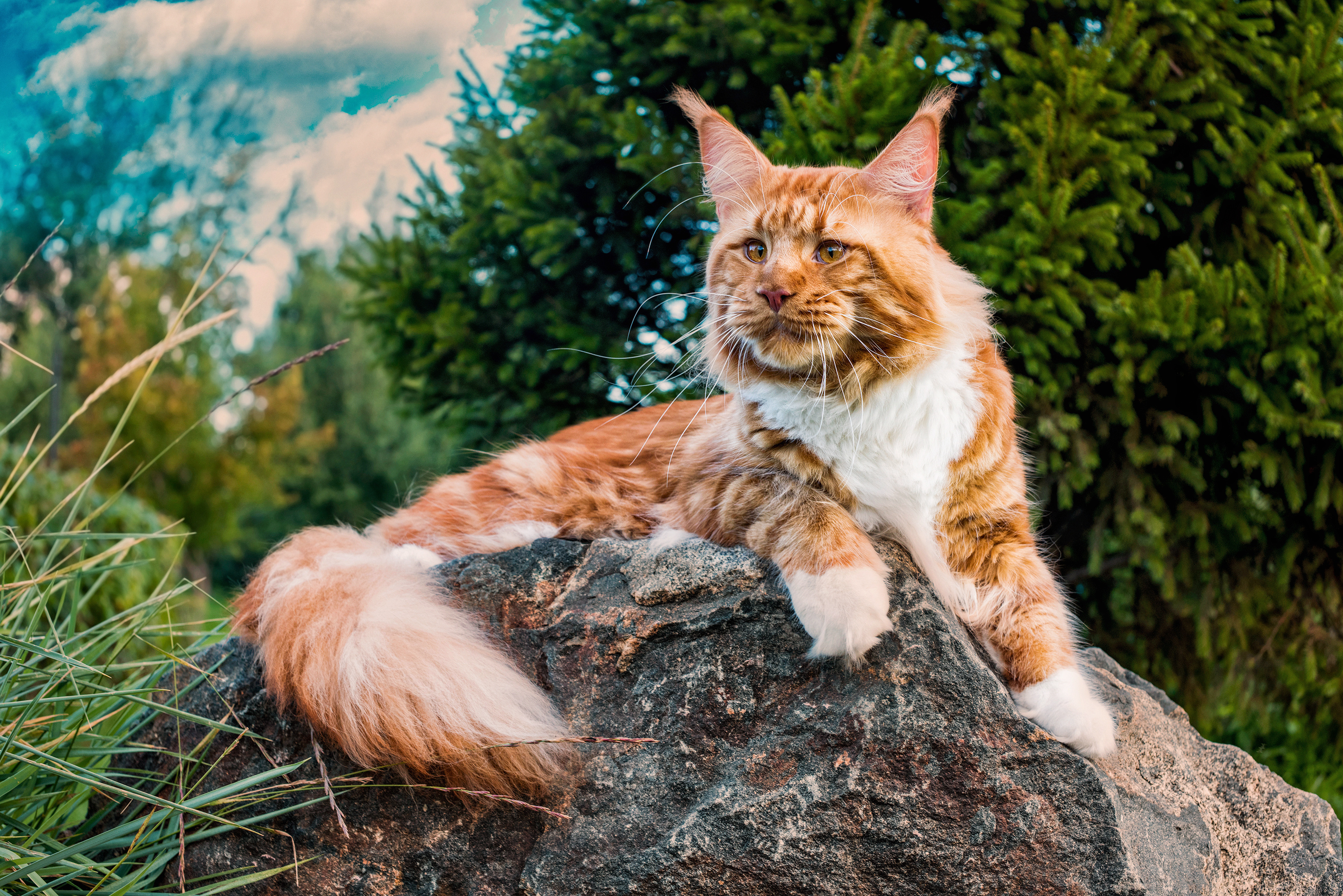  Foto zu Muscular Cat Breed CFA Cat Breeds 2025: Rise Of The Majestic Maine 