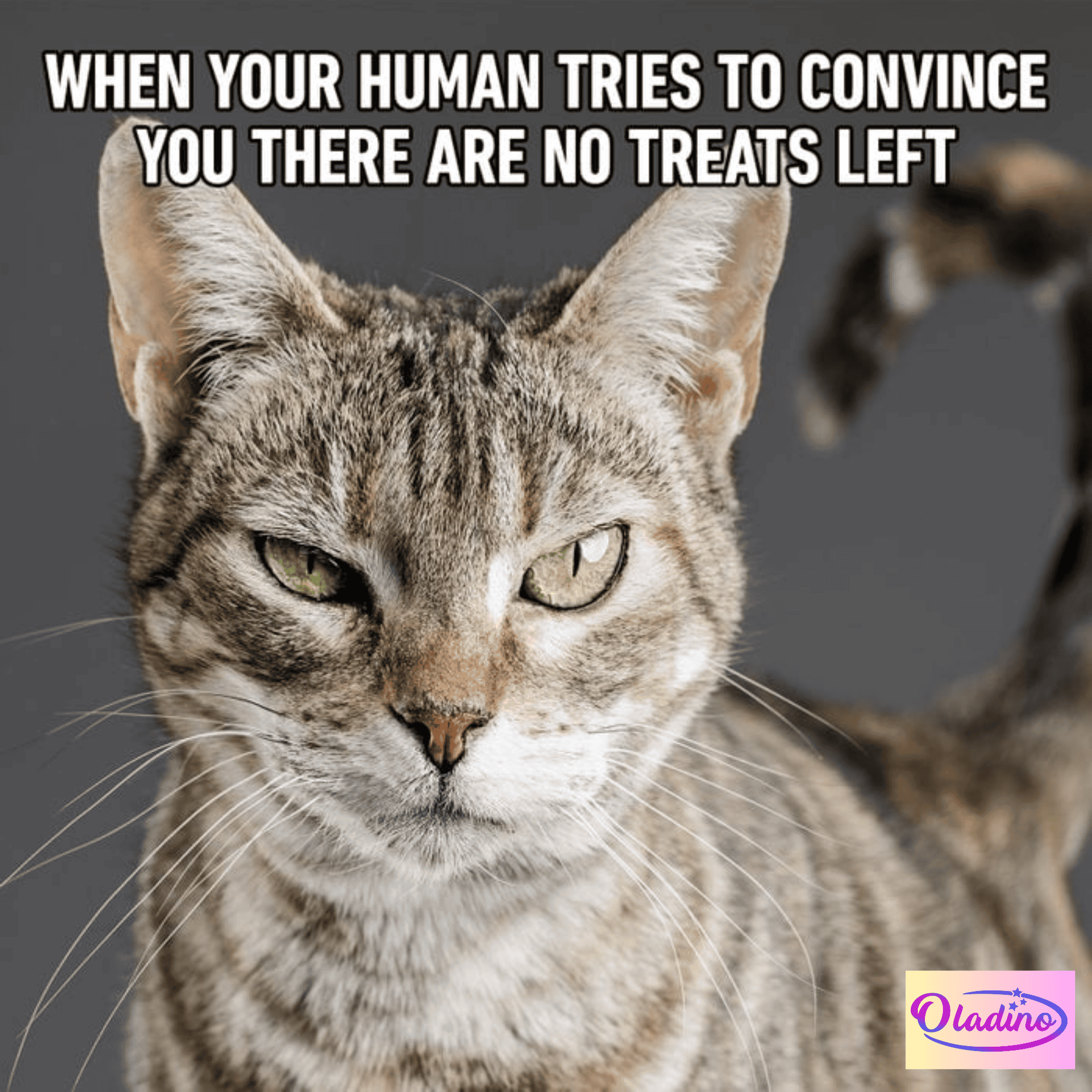  70 Funny Cat Memes That Will Make You Laugh Every Time - Oladino 