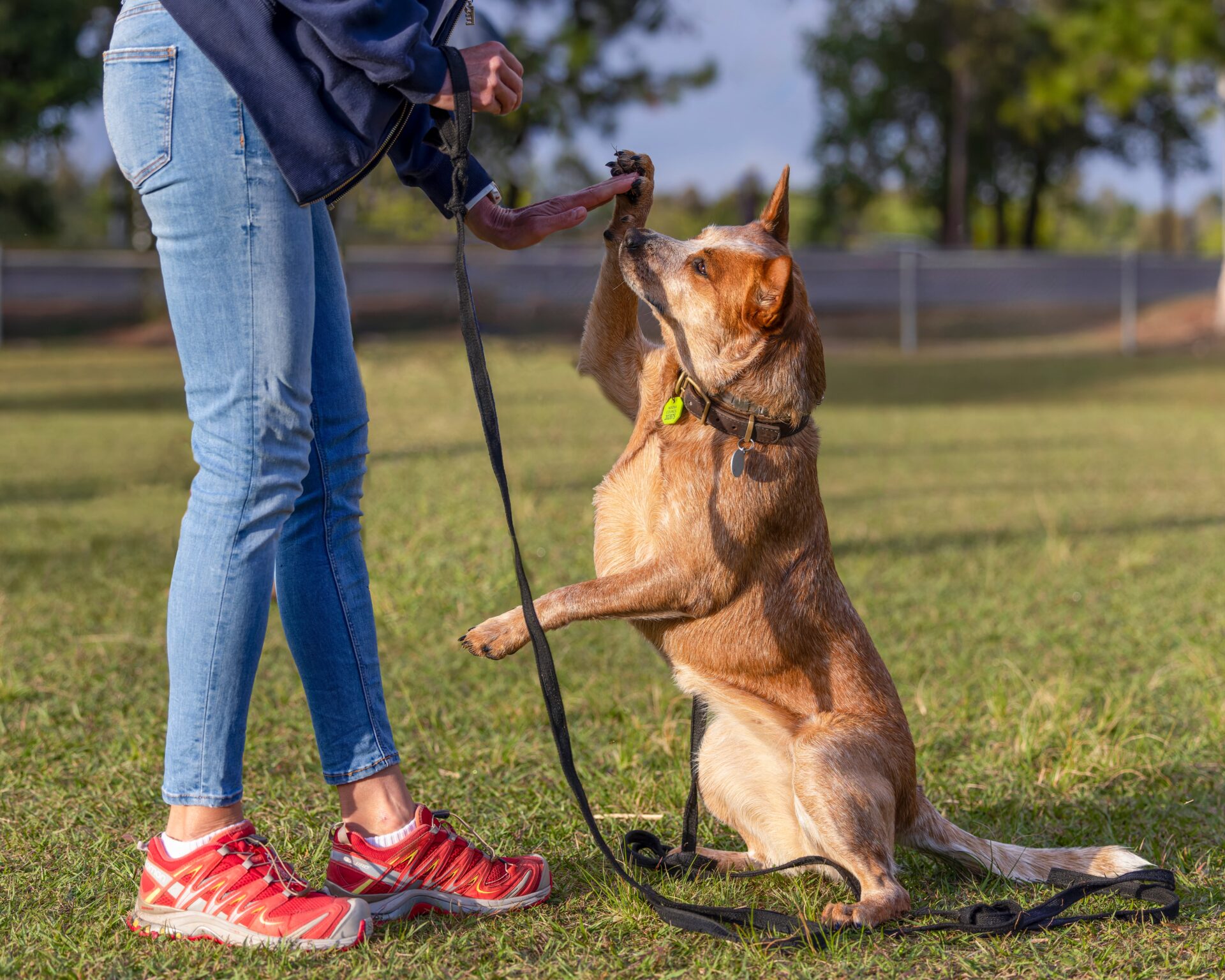  Foto zu Dog Training Services for Caloundra 