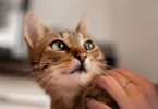 9 Tips to Put an End to Your Cat Chewing Electrical Wires Bildidee 