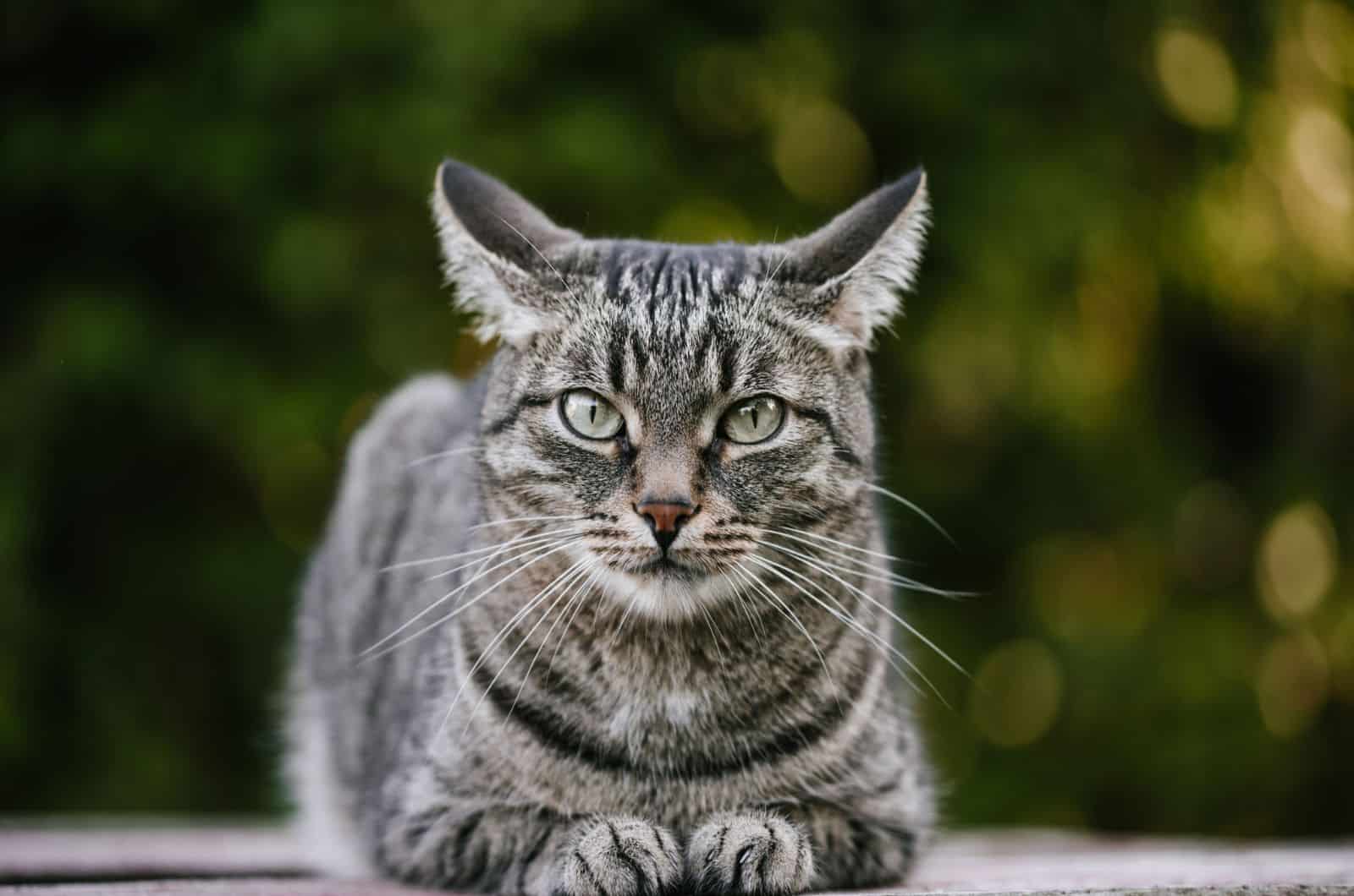 How Big Is A Tabby Cat at Sean Swick blog Motiv 