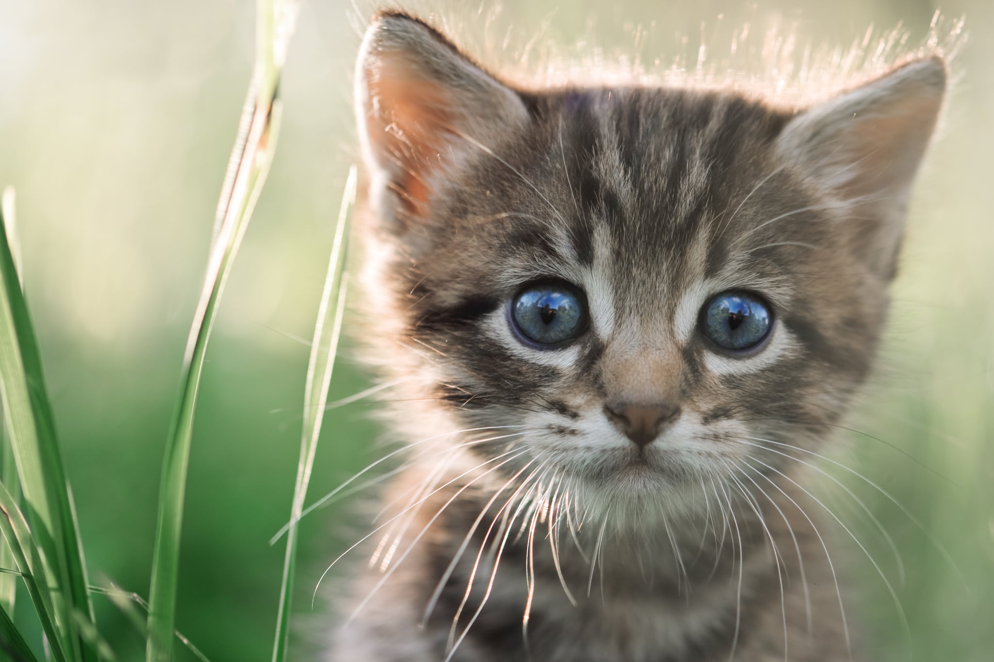  Interesting Facts About Cats 