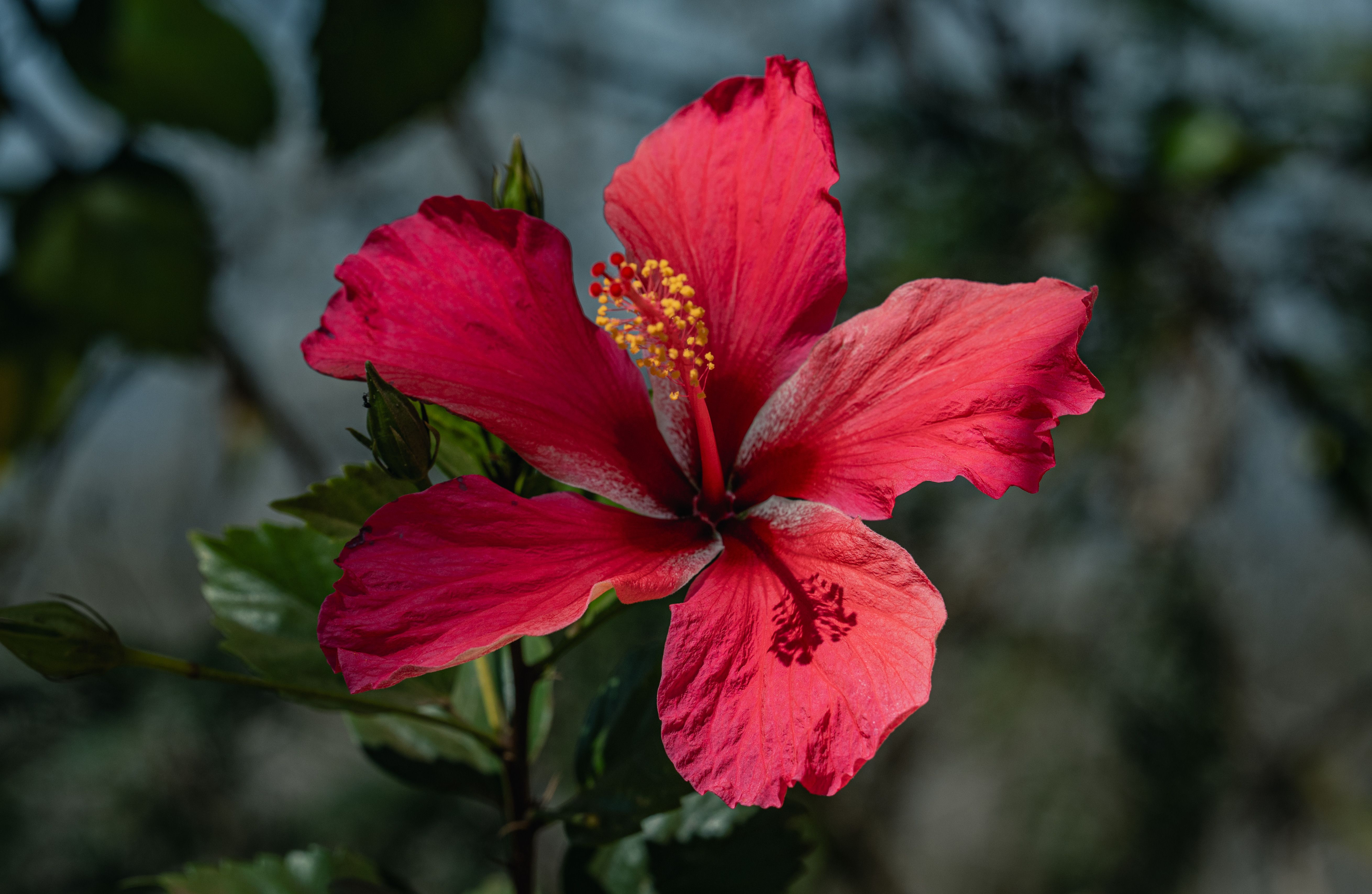  Nature Background Images Photos, Download The BEST Free Nature 