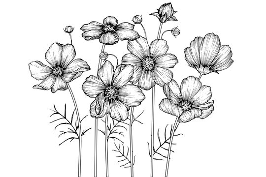 Andrey Guilherme Nogueira De Queiroz – Simple black and white flower drawings Andrey Guilherme Nogueira De Queiroz – Simple black and white flower drawings
