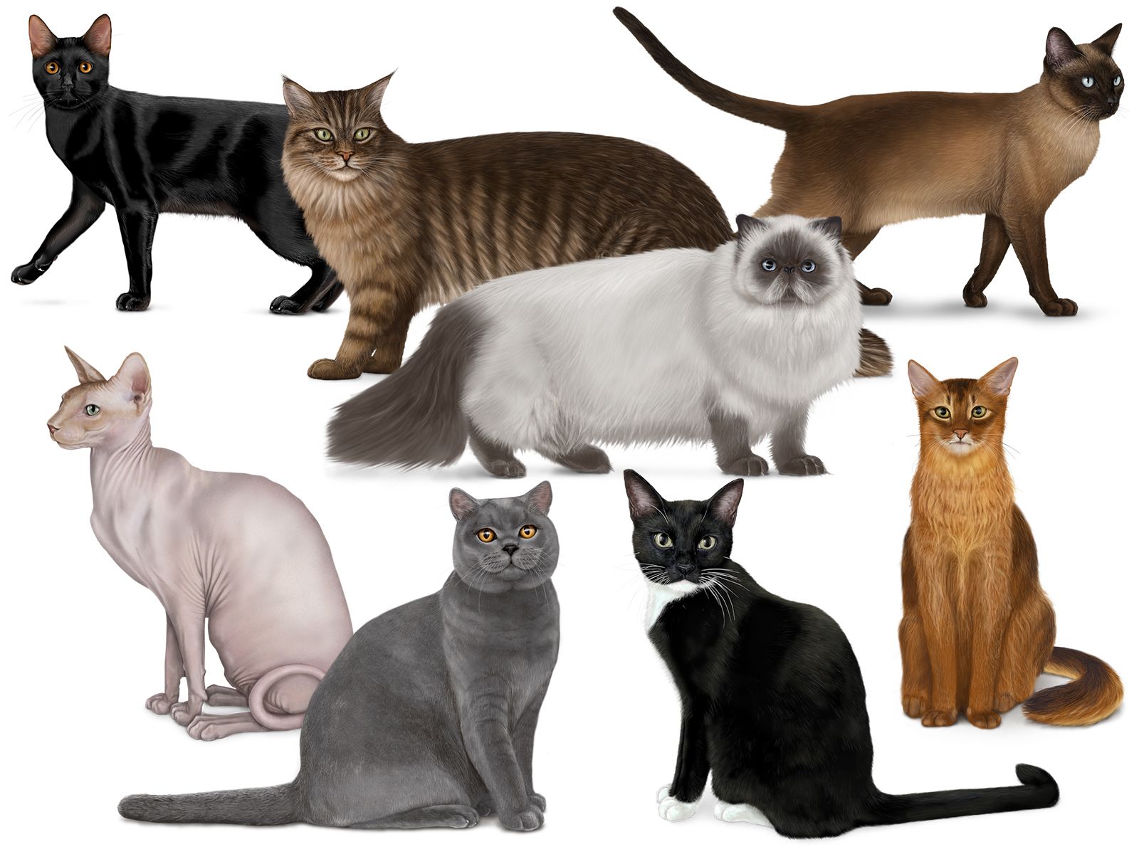  Foto zu Cat 