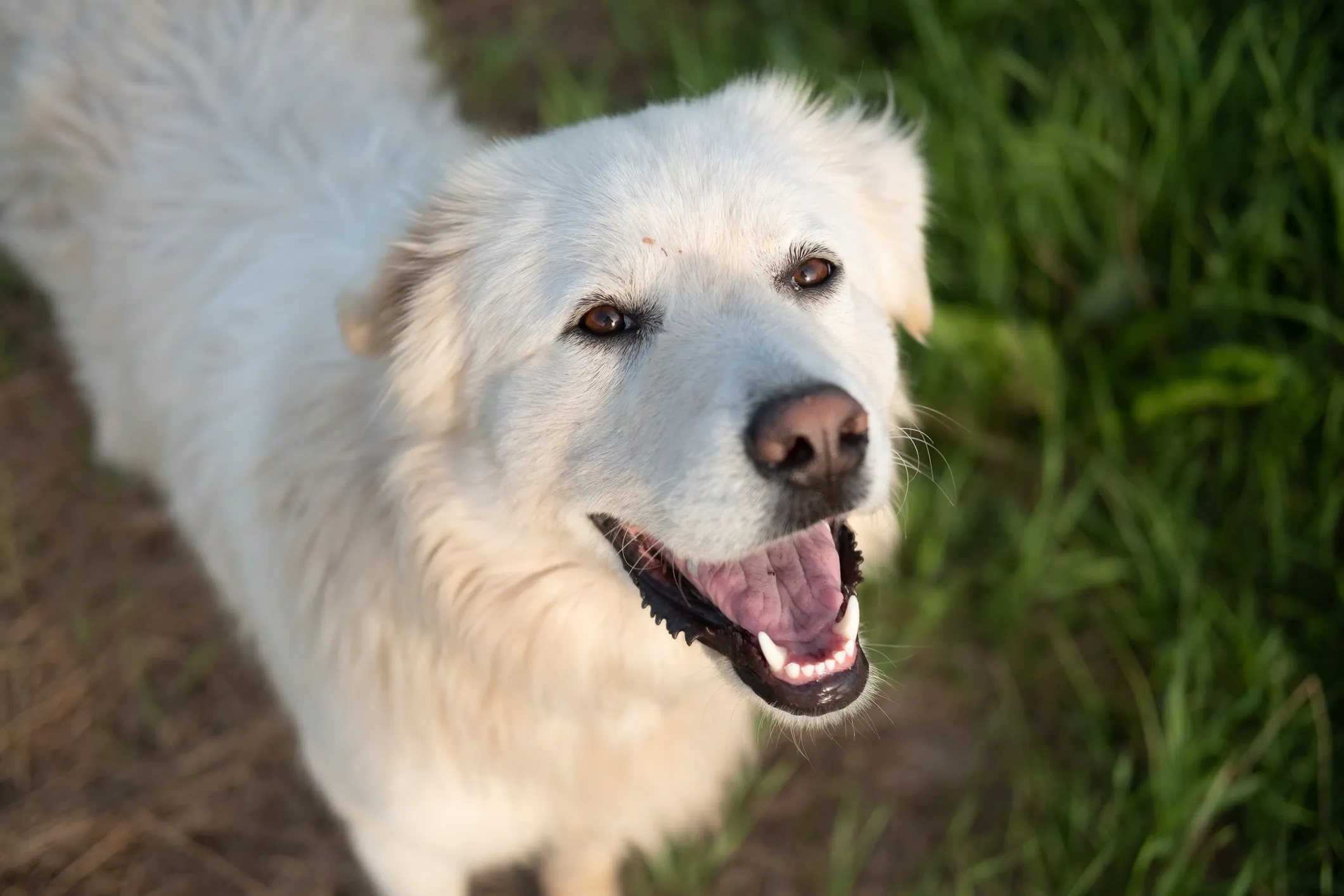  Foto zu Poogle Dog Breed Information & Characteristics 