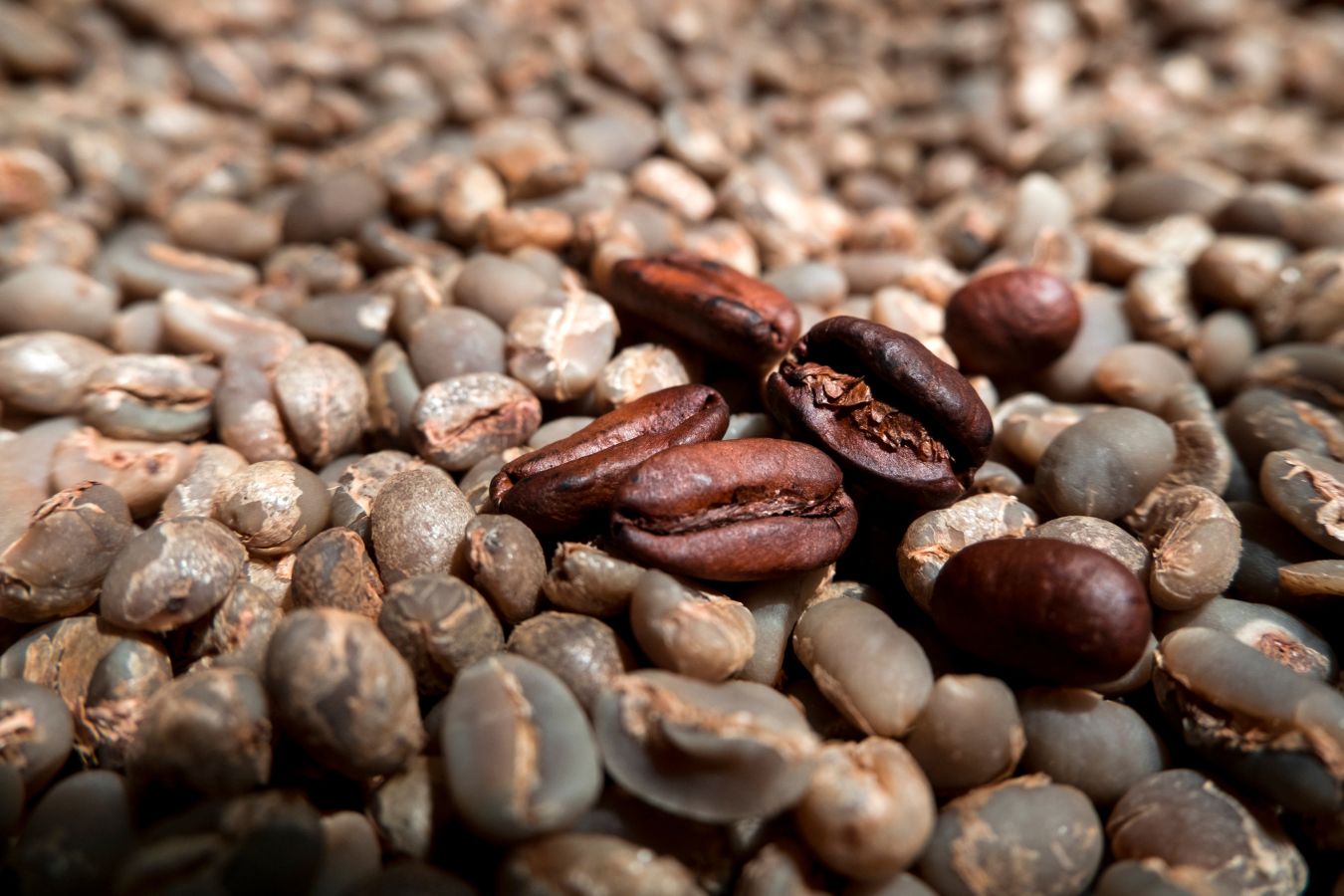  Foto zu Some Of The Arabica Coffee Seeds - Helena Coffee Vietnam 