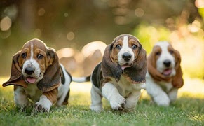 Franklin Matters: Let’s have some fun… What the most popular dog name