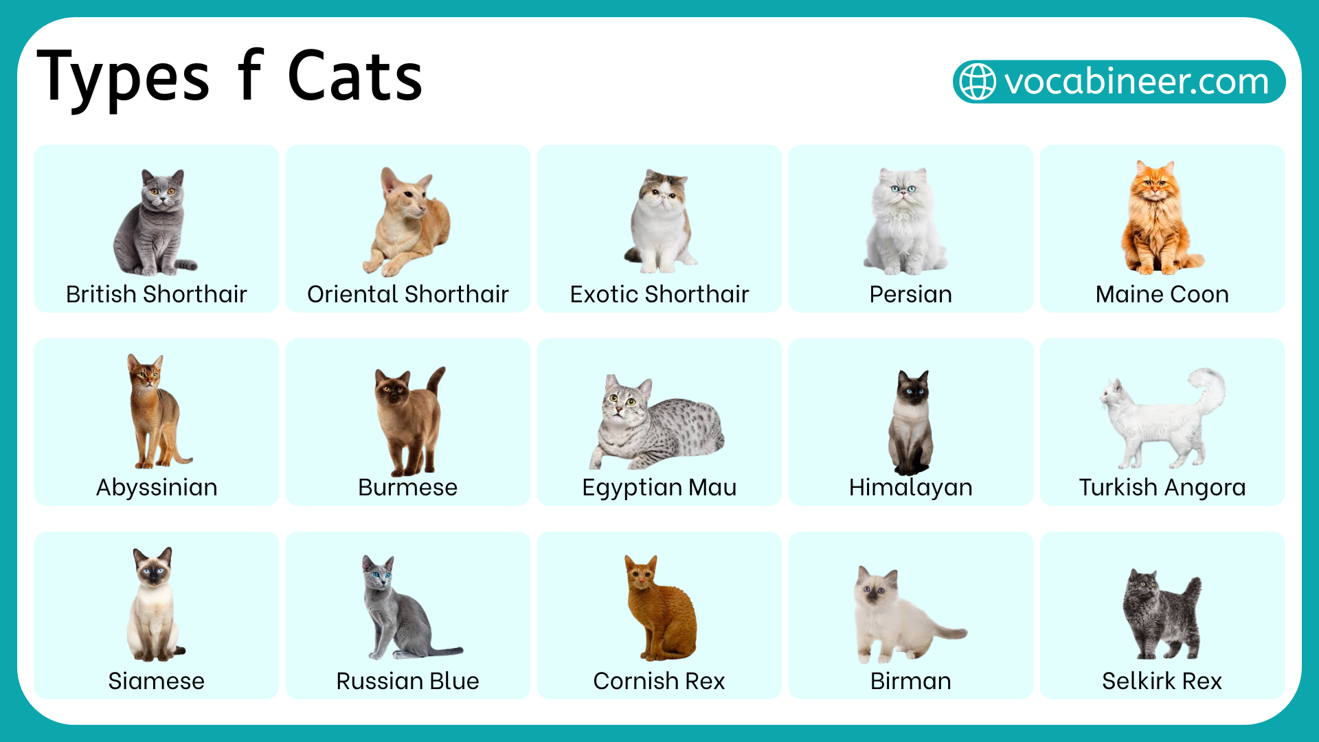  Foto zu Cat Breeds And Pictures With Names 