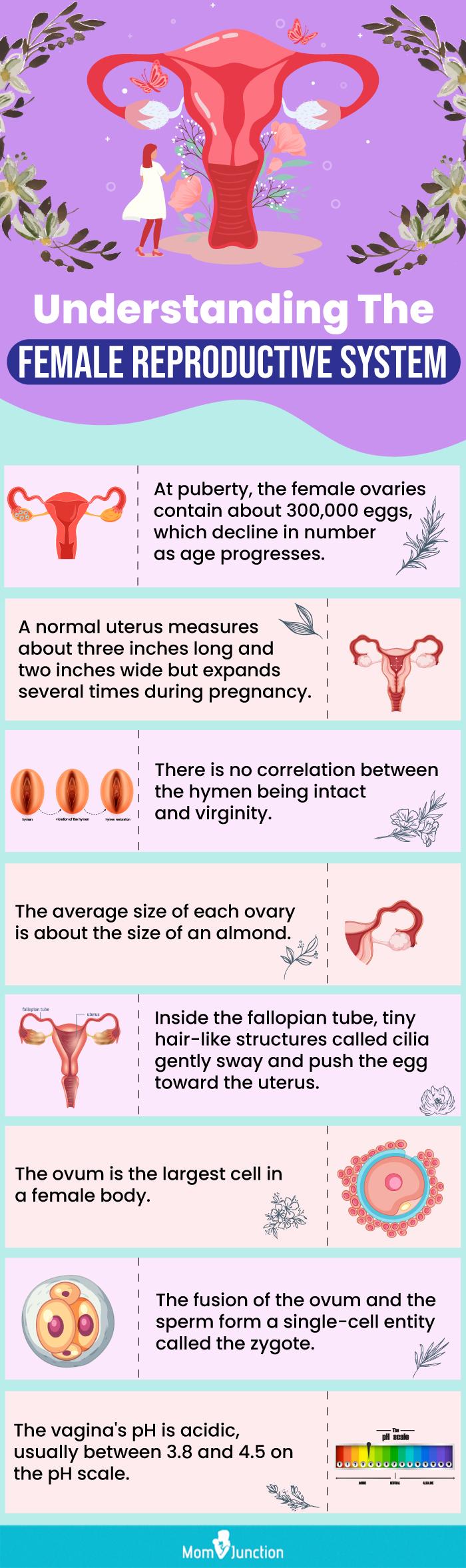 Cool Facts About The Female Reproductive System - Free Printable Worksheet