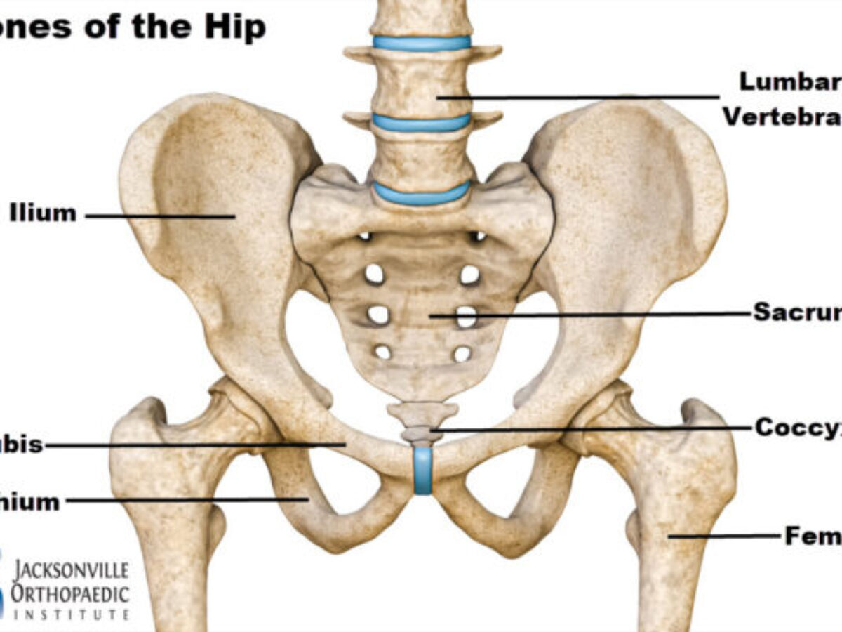  Anatomy, Bony Pelvis And Lower Limb, Hip Joint – EBRX Bildidee 