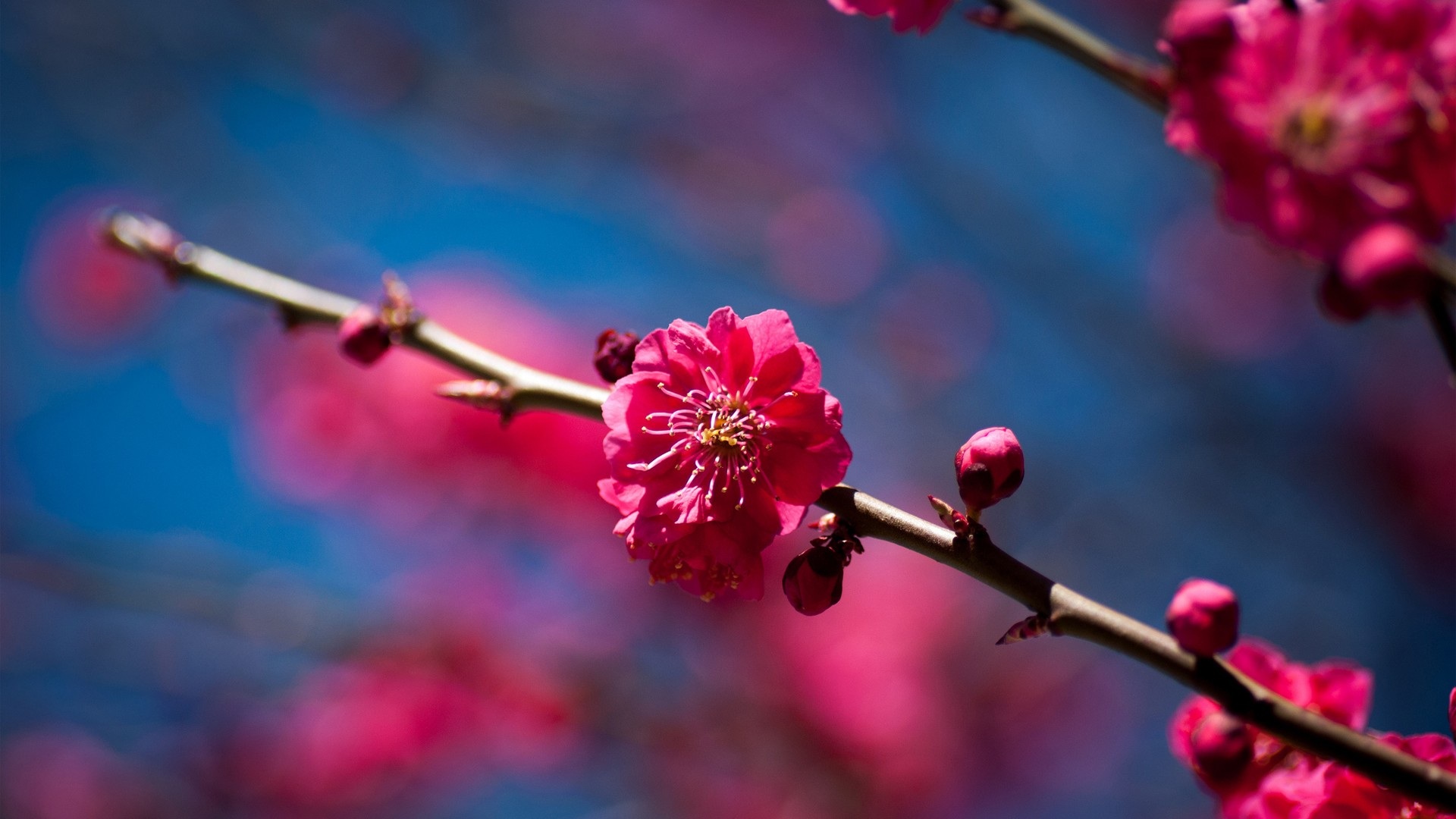  Free Images : branch, blossom, flower, petal, spring, red, produce 
