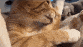  Cat Licking PFP - Cat Licking Profile Pics Motiv 
