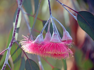 How to grow Silver Princess Gum Tree - WA SCENE