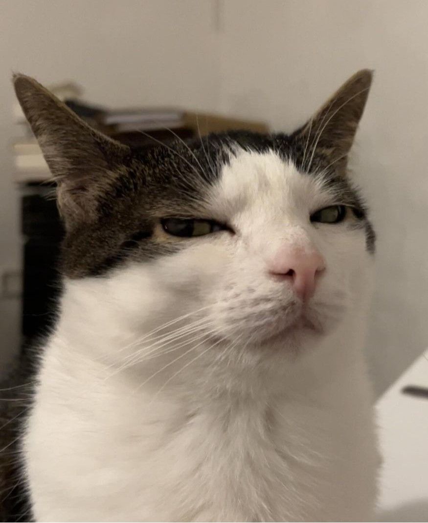 Cat Selfie
