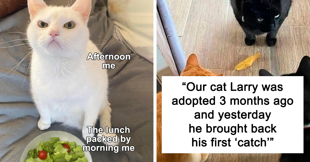  Foto zu Cat Meme Definition at Ellie Gillespie blog 