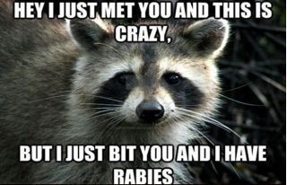  Funny animal meme by XXspiritwolf2000XX on DeviantArt Illustration 