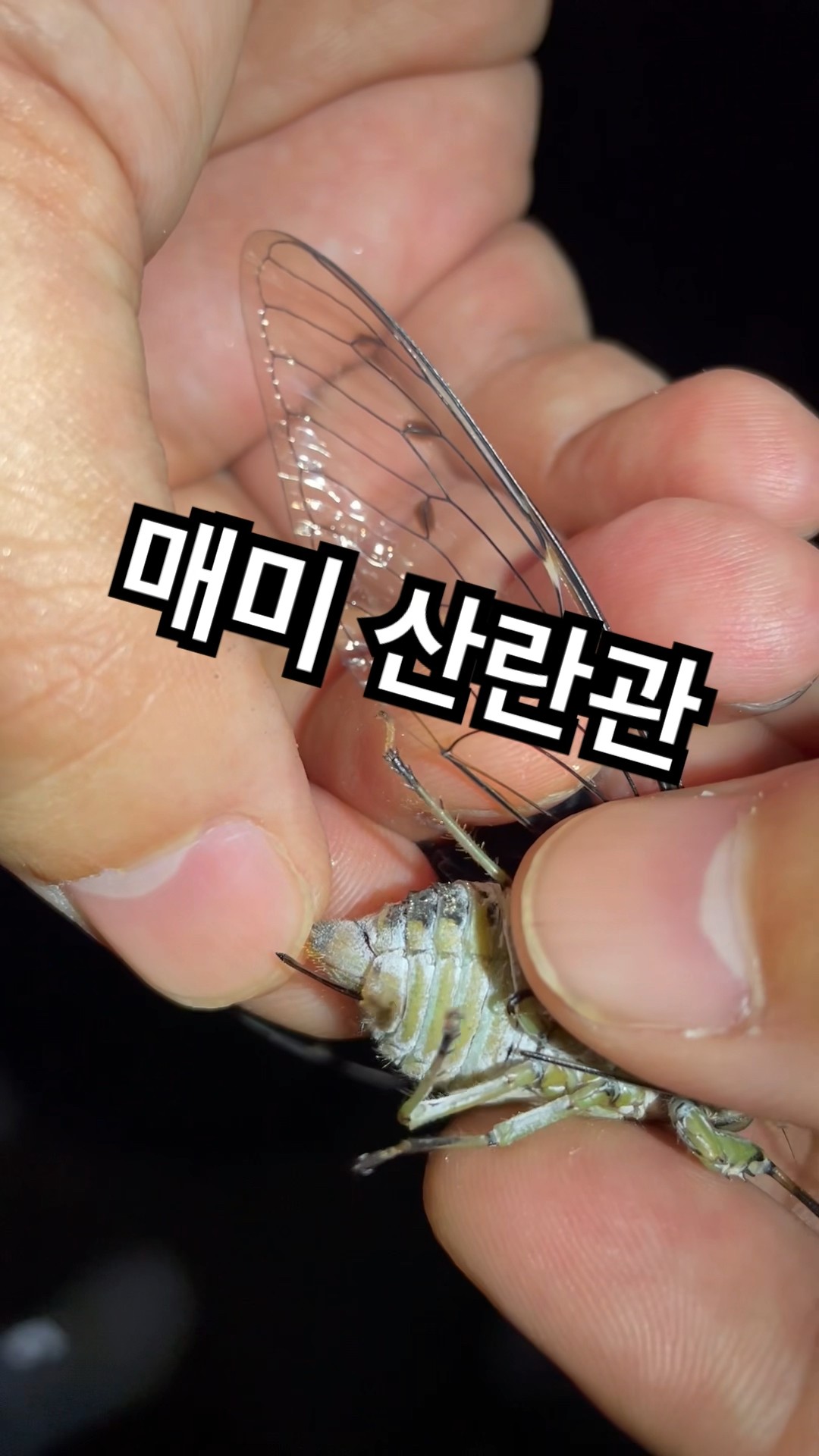 매미 산란관 관찰 #shorts #곤충 #곤충관찰 #매미 - YouTube