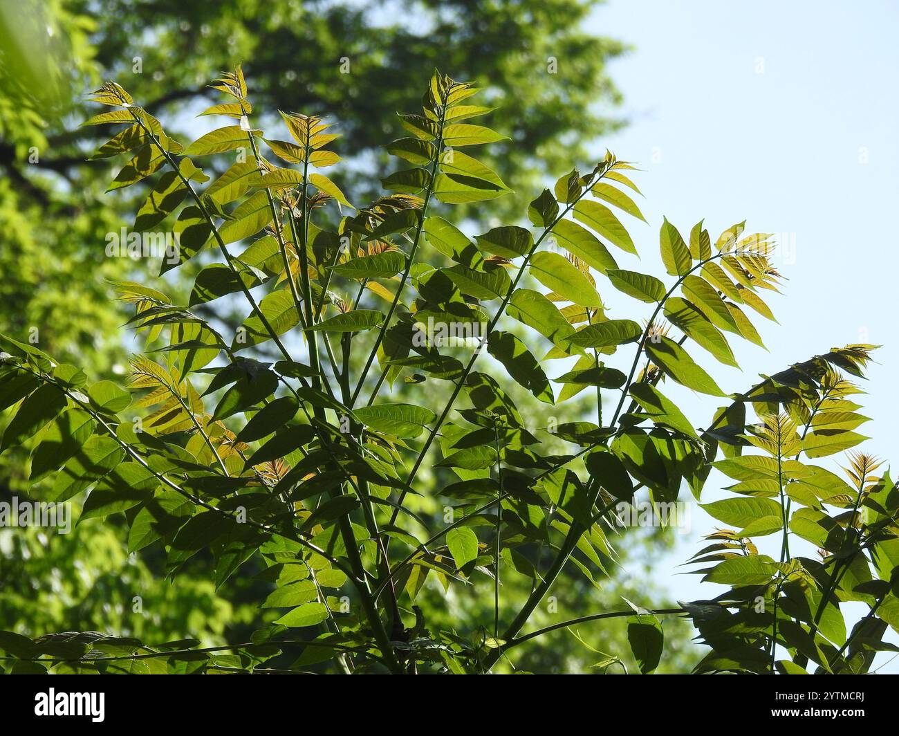  tree-of-heaven (Ailanthus altissima Stock Photo - Alamy Illustration 