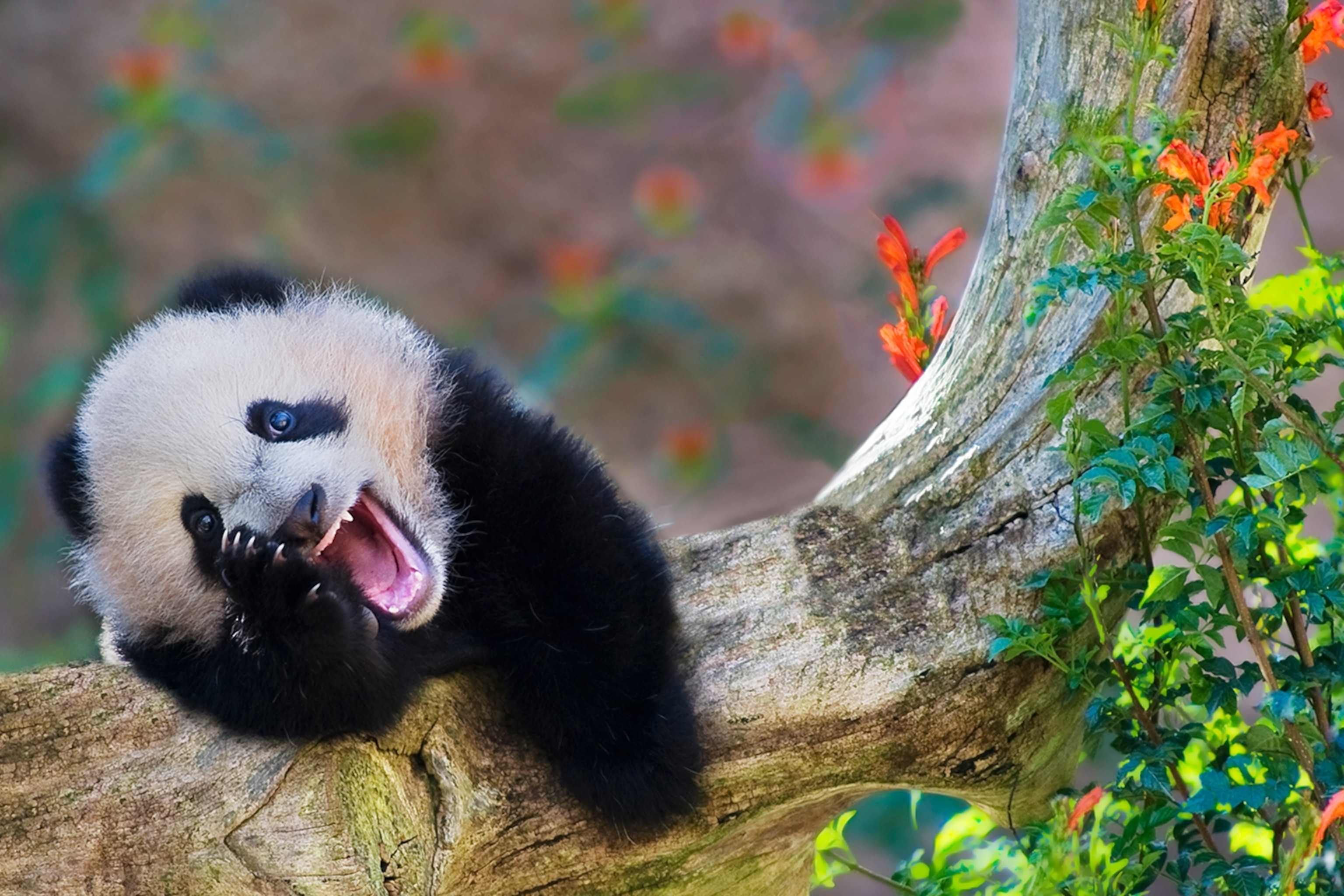  Funny Animal Pictures For Kids 160 Animal Jokes For Kids: Silly Kid Bildidee 