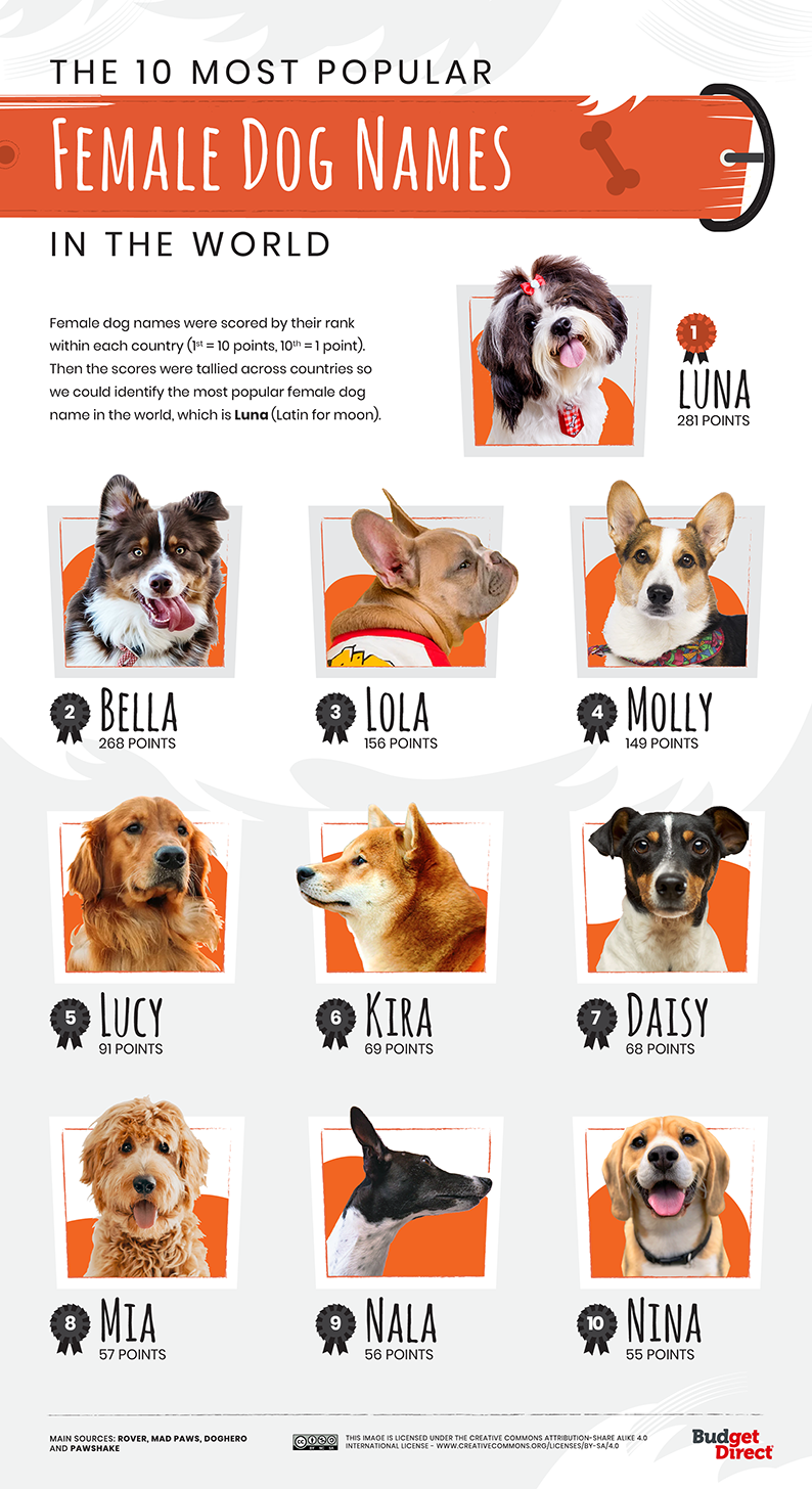 nomi cani quali sono i più diffusi nel mondo - filastrocche.it