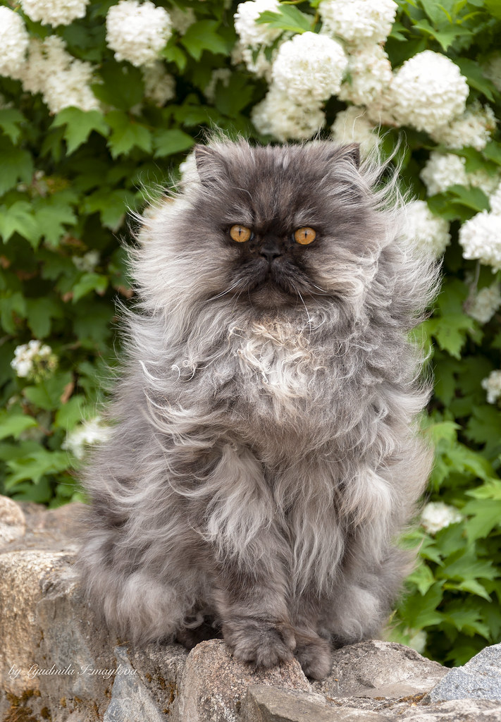  The Persian cat is a breed of long-haired cats… 