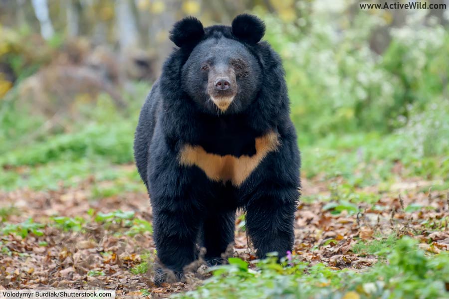  Types Of Bears - Pictures & Facts On All Eight Bear Species 