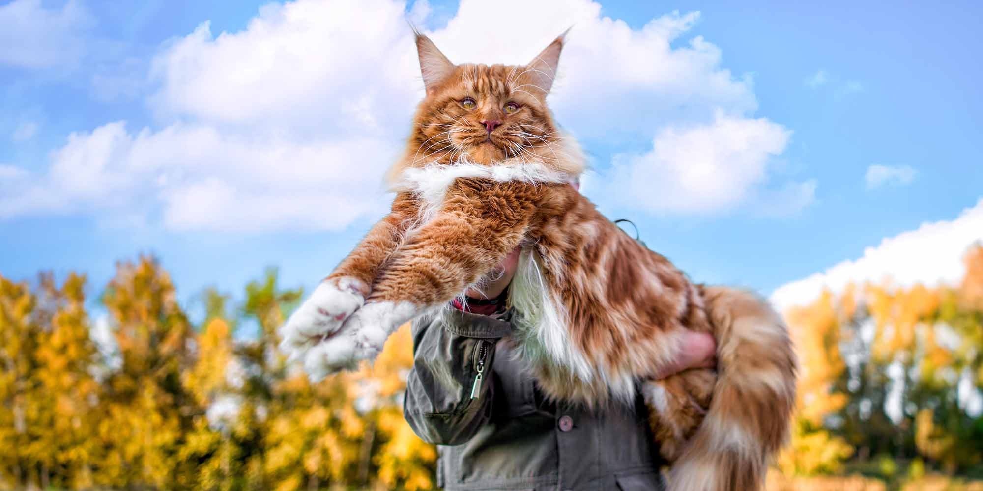  Foto zu Big Domestic Cat Breeds The Biggest Cat Breeds Purina Australia 