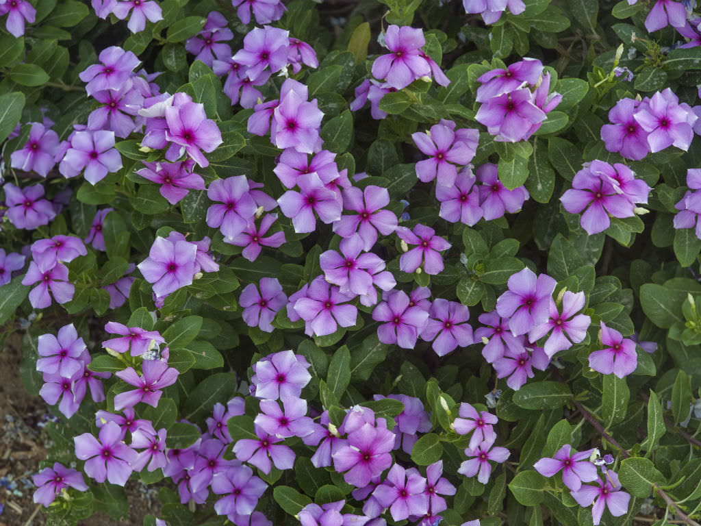  Foto zu Catharanthus roseus (Madagascar Periwinkle) - World of Flowering Plants 