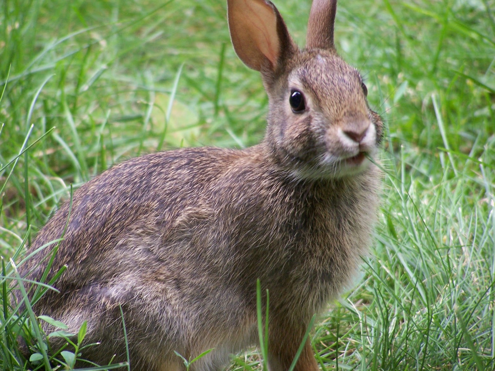  The Rabbit 