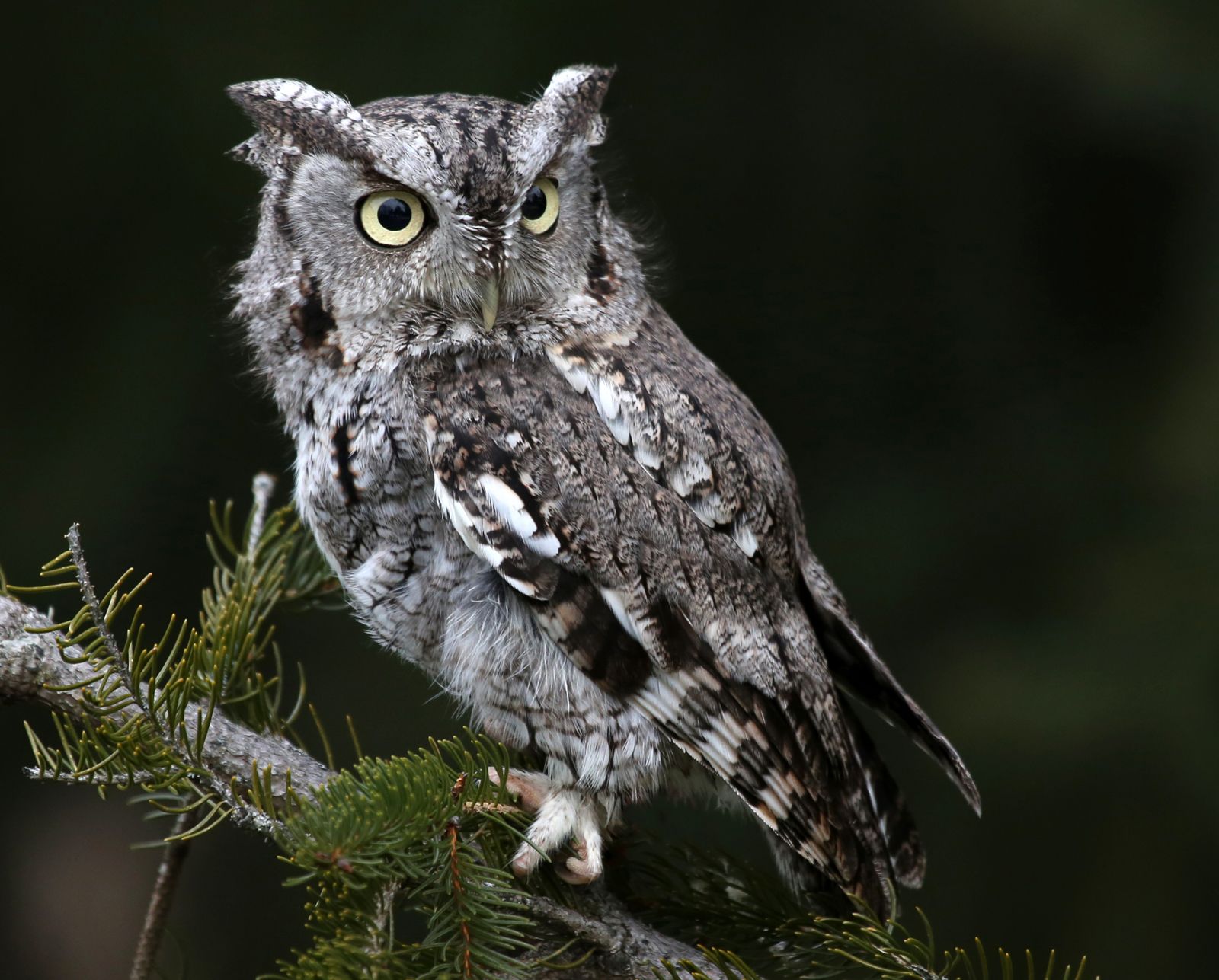  Sound, Species, & Facts 