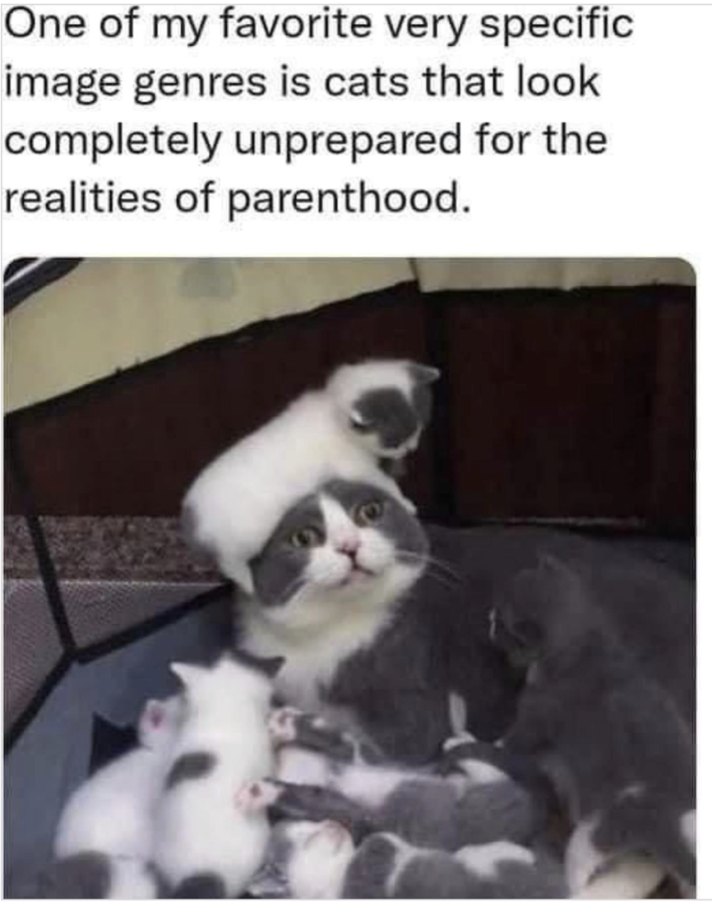  50 Cute Cat Memes – Adorable Jokes for Feline Lovers - Catster Motiv 