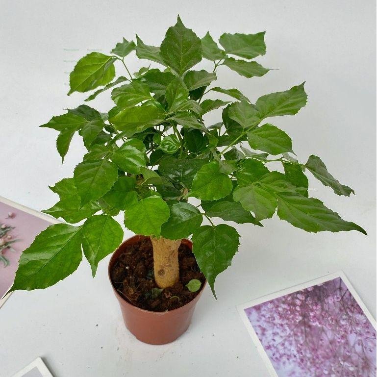 Cây Hạnh Phúc 35cm – Một Thân, Tán To Đẹp, Sức Sống Tốt, Trang Trí Nội