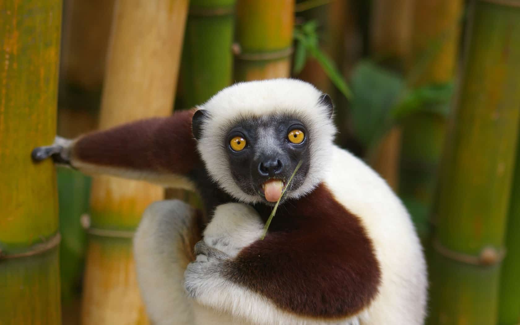  60 Beautiful and Cute Animal Wallpapers Illustration 