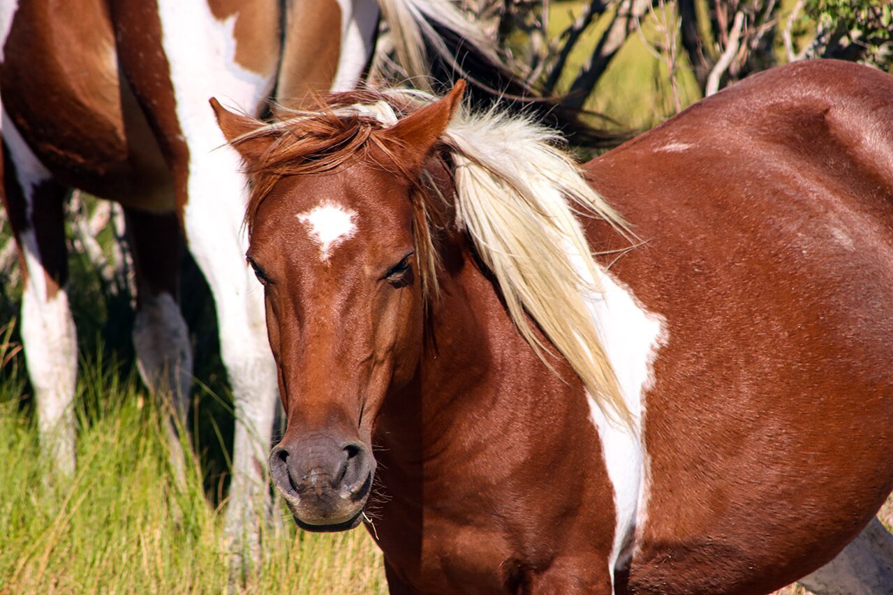Saltwater Pony Tours (Chincoteague Island) - All You Need to Know