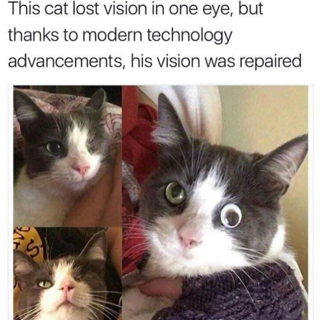 100 Funniest Cat Memes Ever