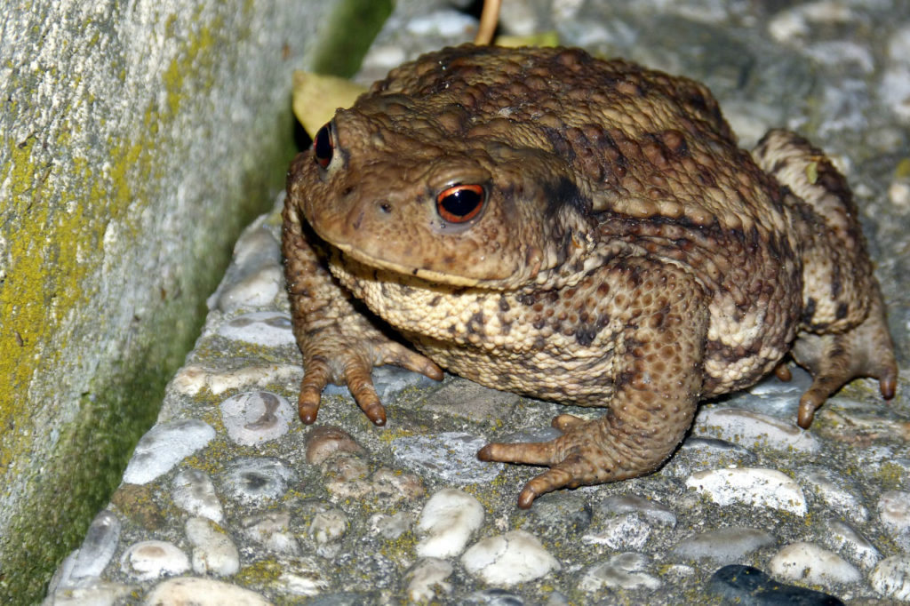  Foto zu Common Toad Facts, Pictures & In-Depth Information For Kids & Adults 