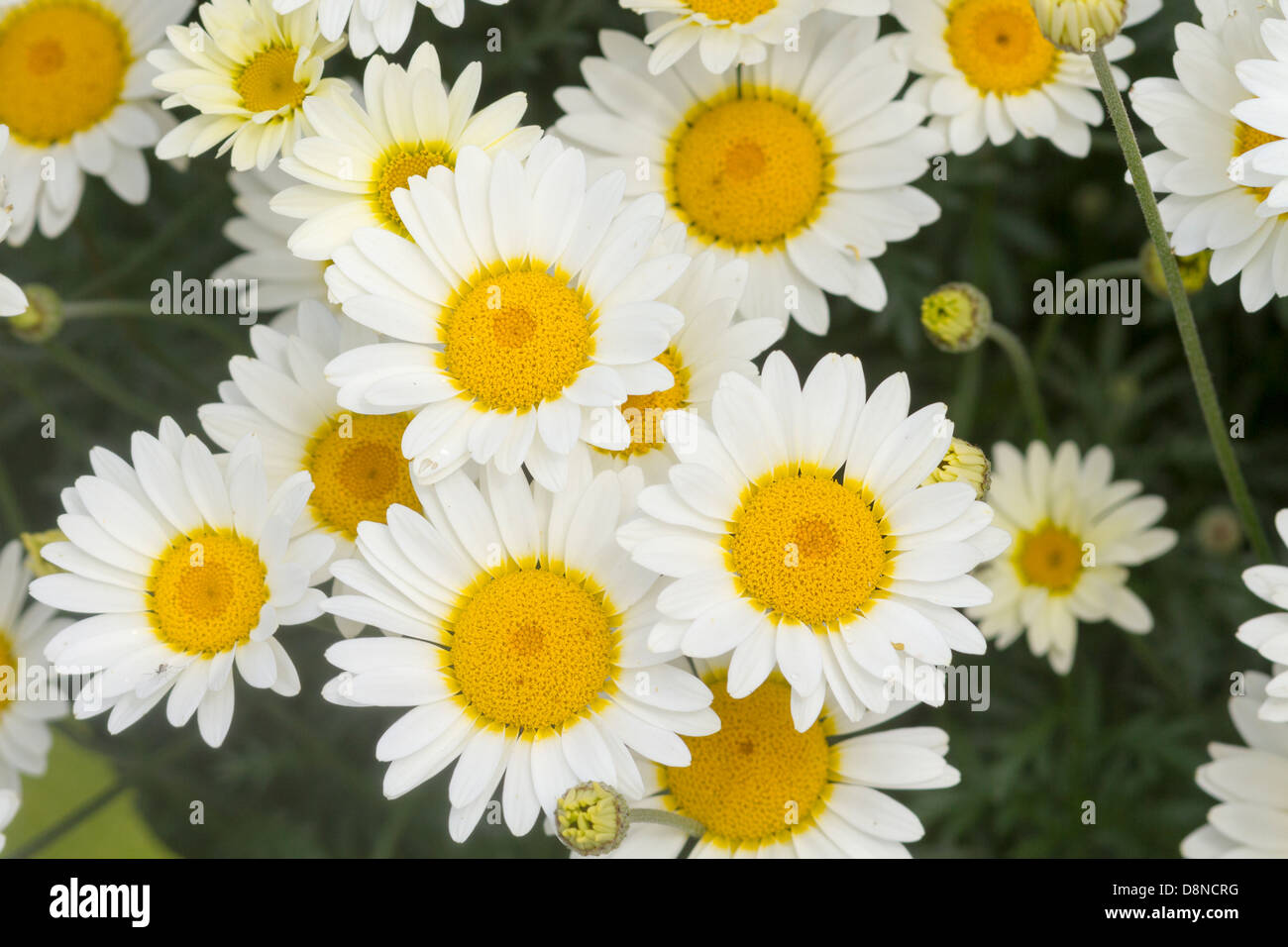  Foto zu Daisy flowers yellow and white closeup macro Stock Photo - Alamy 