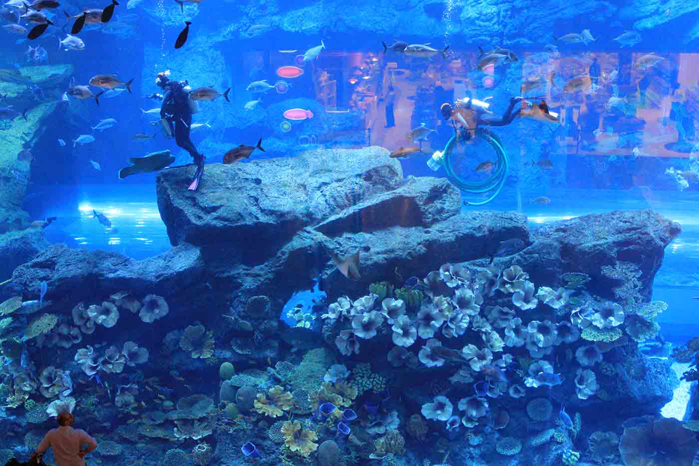  Visit Dubai Aquarium & Underwater Zoo - About Ticket Price, Timings Motiv 