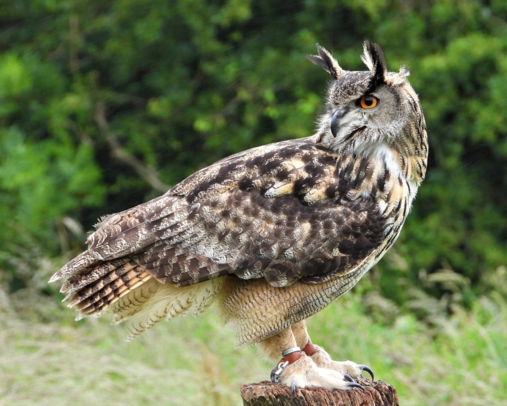  Do Owls Have Long Legs? Illustration 
