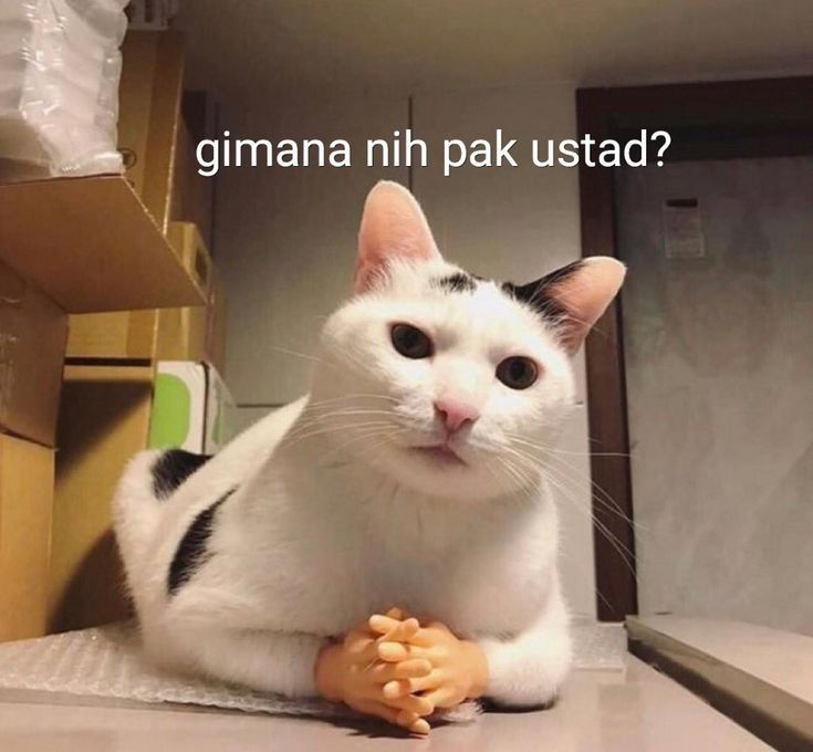 10 Asupan Meme Kucing Lagi Emosi, Lucu nan Menggemaskan