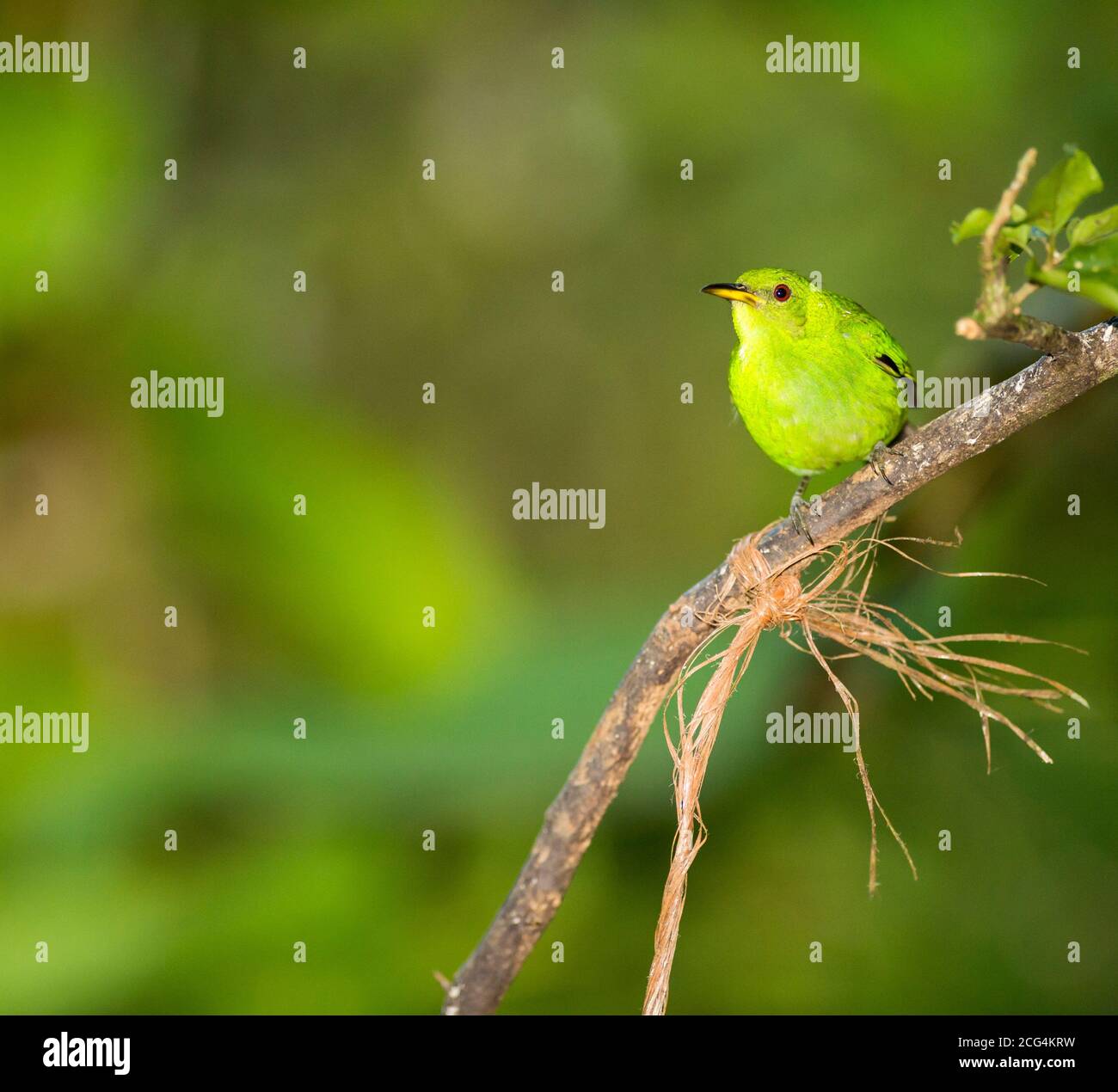  Foto zu Female green honeycreeper - Costa Rica Stock Photo - Alamy 