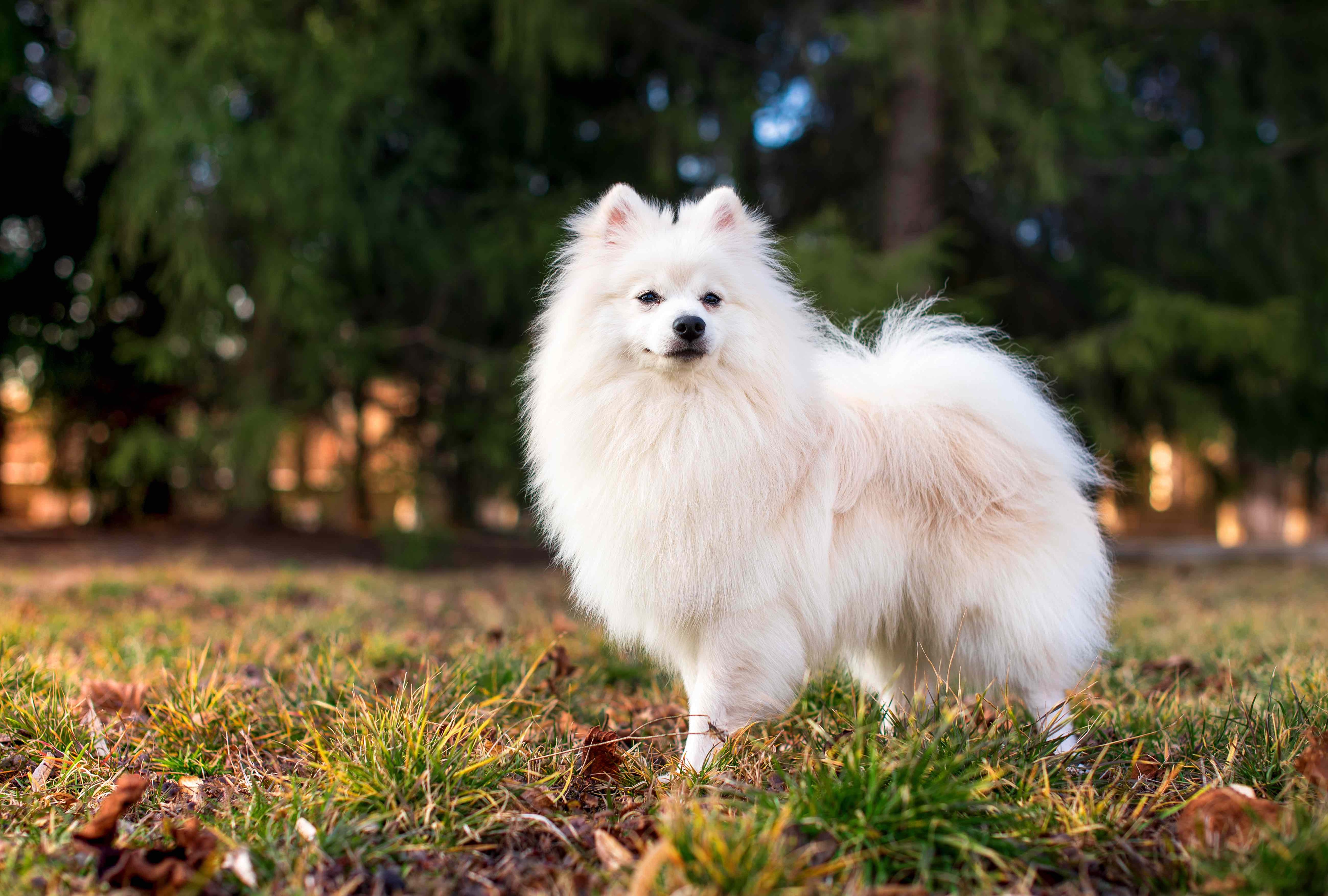 25 Fluffy Dogs You Simply Must Pet | PetMD
