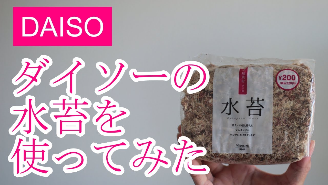 ダイソーの水苔のレビュー 100均/園芸/植物/ビカクシダ/コウモリラン/観葉植物/DAISO - YouTube Illustration 