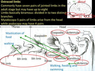 ostracods introduction and morphology types | PDF