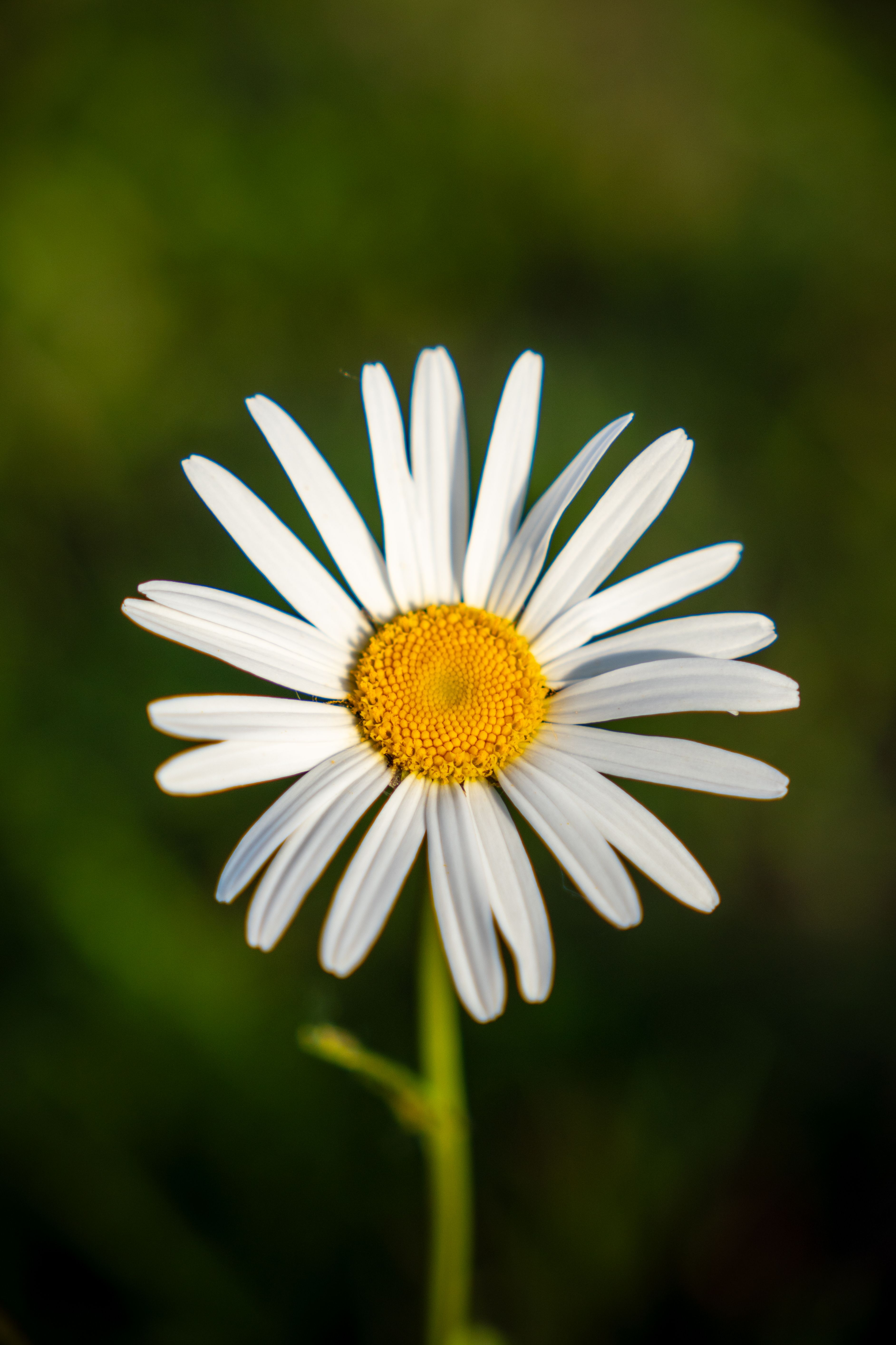  Yellow and White Daisy Flower · Free Stock Photo 
